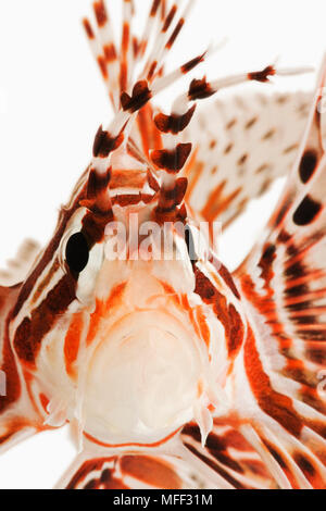 Méné bleu poisson Pterois antennata (Lion). Poissons de récif tropical marin aussi connu sous le nom de poisson-papillon Antennata Ragged-Firefish et à ailettes. Dist. région indo-pacifique. Stu Banque D'Images