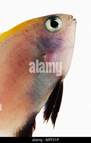 Aisselle noir poisson demoiselle (Pomacentrus nigromanus). Aussi connu sous le nom de jeune fille Goldback et Noir-fin demoiselle. Dist. Pacifique centre-ouest : Indonésie, Philipp Banque D'Images