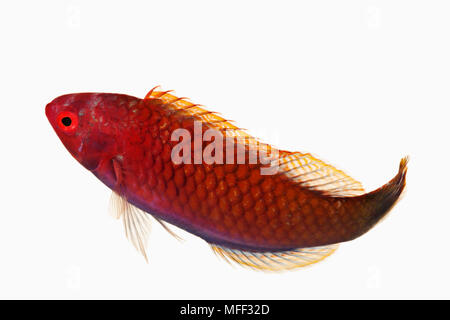 Poissons napoléons fée (Cirrhilabrus sp.). Poissons de récifs marins tropicaux qui se nourrit de zooplancton dans la nature. Dist. région indo-pacifique. Studio shot contre Banque D'Images