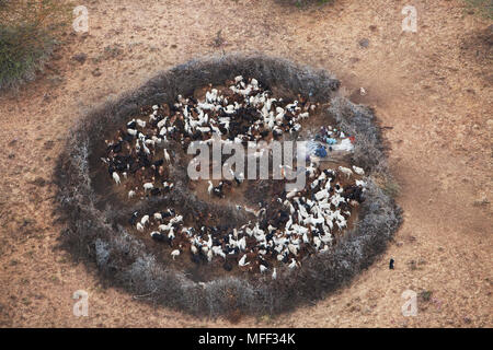 Vue aérienne de Maasai boma Masai ou ou le boîtier. Le bétail est gardé à proximité de l'abris et entouré d'épines que la protection de pré nocturne Banque D'Images