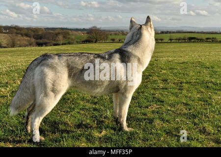 Silver Wolf chien husky de Sibérie Banque D'Images