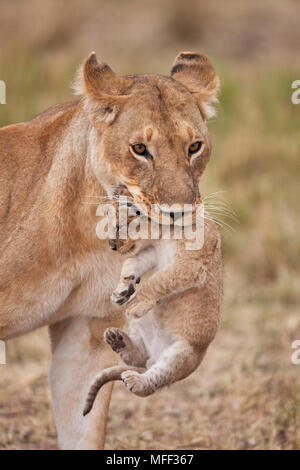 Lionne transportant cub (Panthera leo). Une lionne se déplacer fréquemment les jeunes Louveteaux afin d'éviter une accumulation d'odeur. C'est pour les protéger contre les f Banque D'Images
