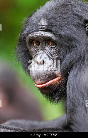 Bonobo/chimpanzé pygmée (pan paniscus) Sanctuaire Lola Ya Bonobo chimpanzé, République démocratique du Congo. Prisonnier Banque D'Images