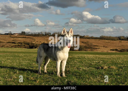 Silver Wolf chien husky de Sibérie Banque D'Images