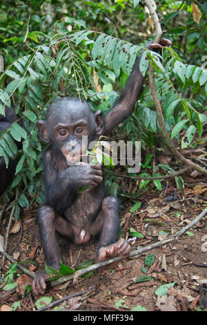 Bonobo/chimpanzé pygmée (pan paniscus) les jeunes se nourrissent de feuilles, sanctuaire Lola Ya Bonobo chimpanzé, République démocratique du Congo. Prisonnier Banque D'Images