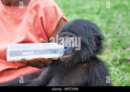 Bonobo/chimpanzé pygmée (pan paniscus) pour nourrir bébé orphelin, sanctuaire Lola Ya Bonobo chimpanzé, République démocratique du Congo. Prisonnier Banque D'Images