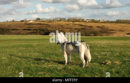 Silver Wolf chien husky de Sibérie Banque D'Images