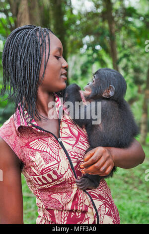 Bonobo/chimpanzé pygmée (pan paniscus) bébé orphelin avec mère porteuse, sanctuaire Lola Ya Bonobo chimpanzé, République démocratique du Congo. Cap Banque D'Images