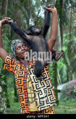Bonobo/chimpanzé pygmée (pan paniscus) bébé orphelin avec mère porteuse, sanctuaire Lola Ya Bonobo chimpanzé, République démocratique du Congo. Cap Banque D'Images