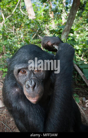 Bonobo/chimpanzé pygmée (pan paniscus) portrait, sanctuaire Lola Ya Bonobo chimpanzé, République démocratique du Congo. Prisonnier Banque D'Images