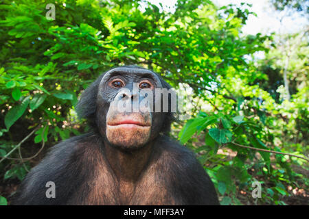 Bonobo/chimpanzé pygmée (pan paniscus) des profils, sanctuaire Lola Ya Bonobo chimpanzé, République démocratique du Congo. Prisonnier Banque D'Images