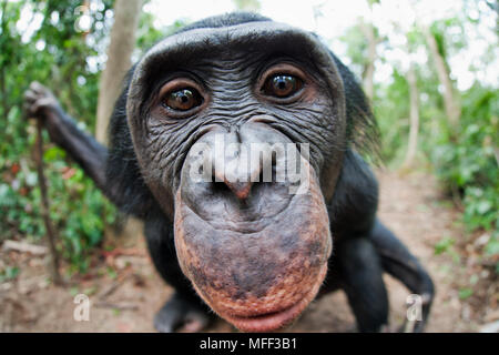 Bonobo/chimpanzé pygmée (pan paniscus) vue grand angle de l'adulte, sanctuaire Lola Ya Bonobo chimpanzé, République démocratique du Congo. Prisonnier Banque D'Images