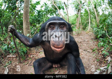 Bonobo/chimpanzé pygmée (pan paniscus) vue grand angle de l'adulte, sanctuaire Lola Ya Bonobo chimpanzé, République démocratique du Congo. Prisonnier Banque D'Images