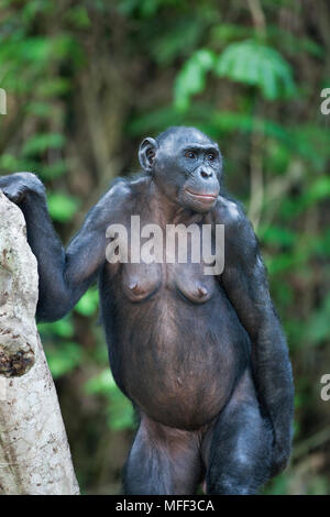 Bonobo/chimpanzé pygmée (pan paniscus) Sanctuaire Lola Ya Bonobo chimpanzé, République démocratique du Congo. Prisonnier Banque D'Images