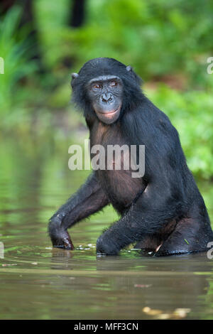 Bonobo/chimpanzé pygmée (pan paniscus) des profils de vous rafraîchir dans l'eau, sanctuaire Lola Ya Bonobo chimpanzé, République démocratique du Congo. Prisonnier Banque D'Images