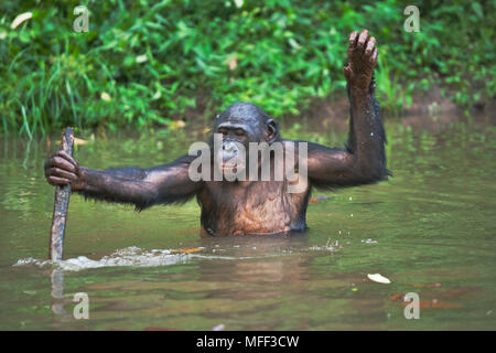 Bonobo/chimpanzé pygmée (pan paniscus) des profils de vous rafraîchir dans l'eau à l'aide de tenir à l'équilibre, sanctuaire Lola Ya Bonobo chimpanzé, République démocratique du Banque D'Images