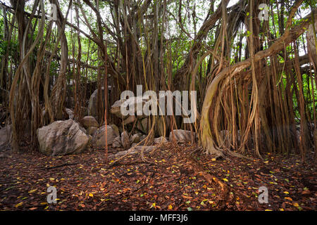 Banyan Tree sur l'île Cousin. Seychelles