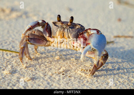 Le crabe fantôme rose(Ocypode Ryderi).Ce crabe est endémique à l'île aux oiseaux et Cousine.Seychelles Banque D'Images