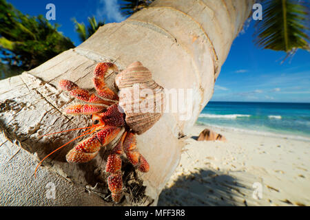 L'Ermite (Anomura spp) sur un arbre de noix de coco. Ils se protéger en utilisant les coquilles vides de mollusques.aux Seychelles. Dist.indien à l'Oce du Pacifique Banque D'Images