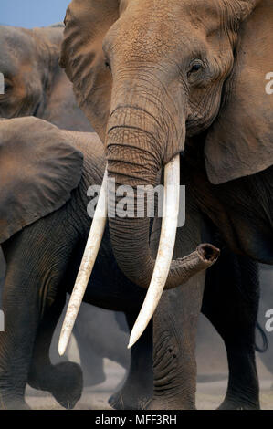 L'éléphant africain (Loxodonta africana) femelle avec longues défenses, Parc National d'Amboseli, au Kenya. Banque D'Images