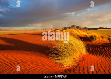 Paysage au coucher du soleil montrant l'écologie unique du sud-ouest du désert du Namib ou pro -le Namib. NamibRand Nature Reserve, Namibie Banque D'Images