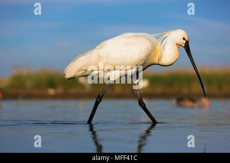 Spatule blanche (Platalea leucorodia) en quête de nourriture .Hongrie Banque D'Images