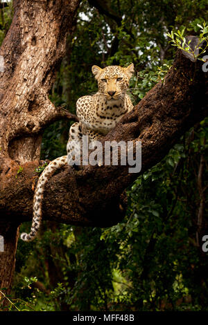 Le léopard est le plus grand des félins tachetés en Afrique. Les léopards sont des animaux nocturnes, solitaires qui sont principalement arboricole. Elles sont accomplies tree Banque D'Images