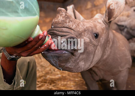 Rhinocéros blanc bébé orphelin (Ceratotherium simum) alimenté à Lewa Wildlife Conservancy, au Kenya. Banque D'Images