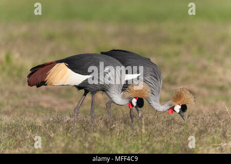 Grue couronnée (Balearica regulorum) espèces en voie de disparition. Le Parc national Amboseli au Kenya. Banque D'Images