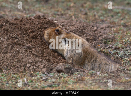 RAT TAUPE géante dans l'entrée des terriers Tachyoryctes macrocephalus Bale Mountains National Park, l'Éthiopie. Endémique de montagnes de balle. Également appelée Big-dirigé Banque D'Images