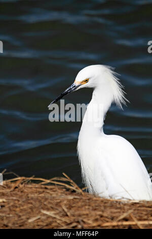 Aigrette neigeuse Egretta thula,, à l'Edwin B Forsythe National Wildlife Refuge, New Jersey, USA Banque D'Images