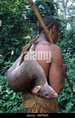 La tribu de pygmées Baka transportant tué Duiker (hunter) subsistance Cameroun et République Centrafricaine Banque D'Images