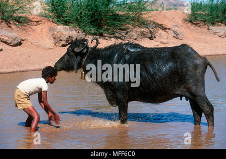 Le buffle d'eau s'écouler Bubalus bubalis zone tampon du parc national de Ranthambore. L'Inde. Banque D'Images