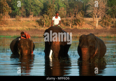 Intérieur de l'éléphant indien Elephus maximus étant monté sur river par Mahout, Kanha National Park, Madhya Pradesh, Inde Banque D'Images