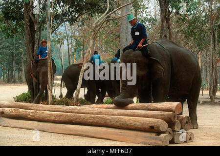 Intérieur de l'éléphant indien, Elephus maximus en formation, Thai Elephant Conservation Centre, Chang Mai, Thaïlande du Nord Banque D'Images