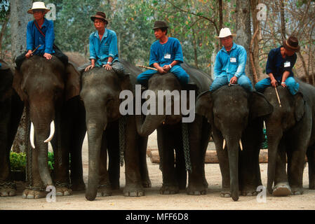 Intérieur de l'éléphant indien, Elephus maximus avec Mahouts Thai Elephant Conservation Centre, Chang Mai, Thaïlande du Nord Banque D'Images