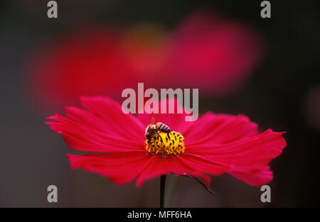 L'abeille africaine Apis mellifera adansonii se nourrissant de fleurs cosmos Banque D'Images