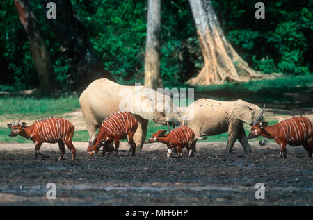 Groupe BONGO Tragelaphus euryceros Dzanga Bai. Le Parc National de Dzanga-Ndoki, République centrafricaine (RCA) Banque D'Images