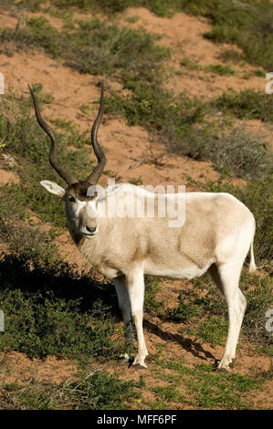 L'Addax Addax nasomaculatus réintroduit dans le désert au Maroc. Critique d'extinction. Le Parc National de Souss-Massa. Le Maroc. Banque D'Images