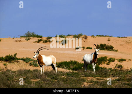 SCIMITAR-horned oryx SAHARA ou Oryx dammah groupe groupe. Disparue ? Réintroduit dans le Parc National de Souss-Massa, Maroc. Banque D'Images