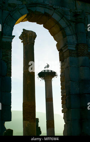 Cigogne blanche Ciconia ciconia nichant sur les colonnes antiques du Volubilis ruines romaines, le Maroc. Banque D'Images