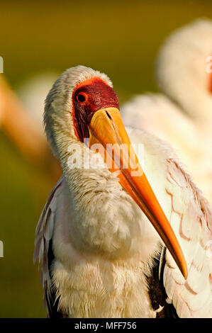 YELLOWBILLED lissage STORK Mycteria ibis Parc national du lac Nakuru, au Kenya. Banque D'Images