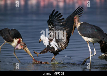 Poissons d'Afrique blanche Haliaeetus vocifer combats avec plus de cigognes marabout dead Flamingo. Parc national du lac Nakuru, au Kenya. Banque D'Images