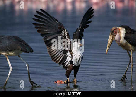 Poissons d'Afrique blanche Haliaeetus vocifer combats avec plus de cigognes marabout dead Flamingo. Parc national du lac Nakuru, au Kenya. Banque D'Images