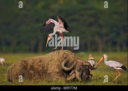 YELLOWBILLED STORK Mycteria ibis avec Sleeping Buffalo. Parc national du lac Nakuru, au Kenya. Banque D'Images