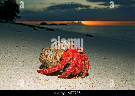 L'ERMITE Anomura spp se protéger en utilisant les coquilles vides de mollusques. Cousine Island, Seychelles. Distribution : indien à l'océan Pacifique. Banque D'Images