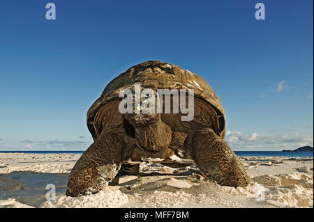 Tortue d'Aldabra Geochelone gigantea sur la plage Cousine Island, Seychelles. Espèces vulnérables Banque D'Images