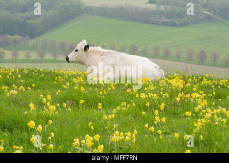 La vache blanche dans un champ de la colline de Magdalen cowslips bas Butterfly Conservation réserve naturelle dans le parc national des South Downs, Hampshire, Royaume-Uni Banque D'Images