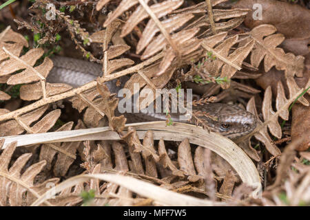 Lent mâle-worm (Anguis fragilis) parmi les pèlerins morts bracken, UK. Le comportement des reptiles. Banque D'Images