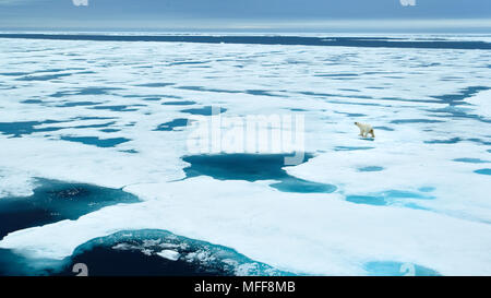 Ours blanc Ursus maritimus mâle à 81,5º Nord sur la glace de mer de Barents mer arctid îles Svalbard en Norvège Banque D'Images